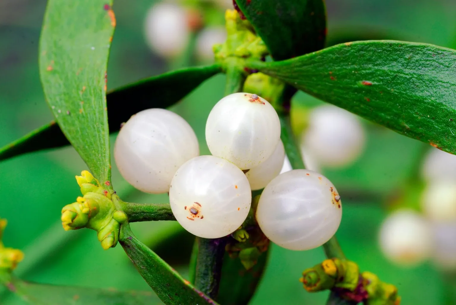 Blog+post+Janeiro+I+Viscum+Album-1920w