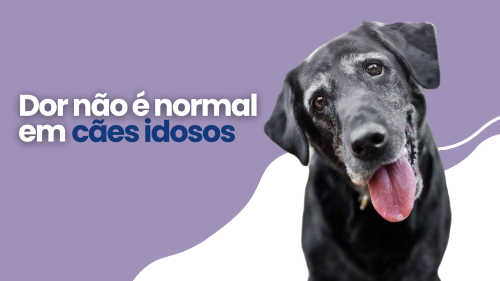 Dor não é normal em cães idosos: saiba identificar os sinais e como melhorar a qualidade de vida do seu pet