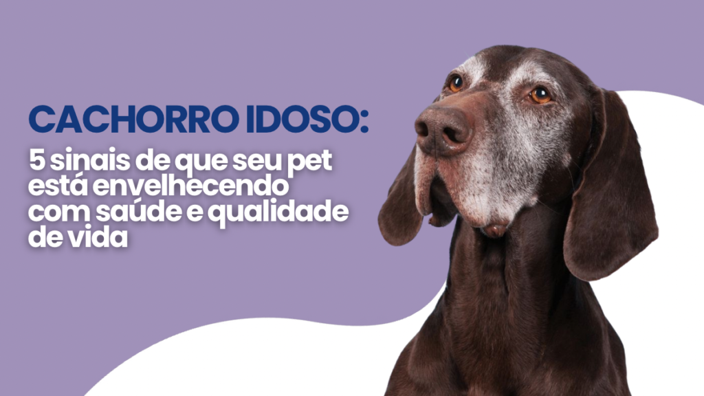 Cachorro idoso: 5 sinais de que seu pet está envelhecendo com saúde e qualidade de vida