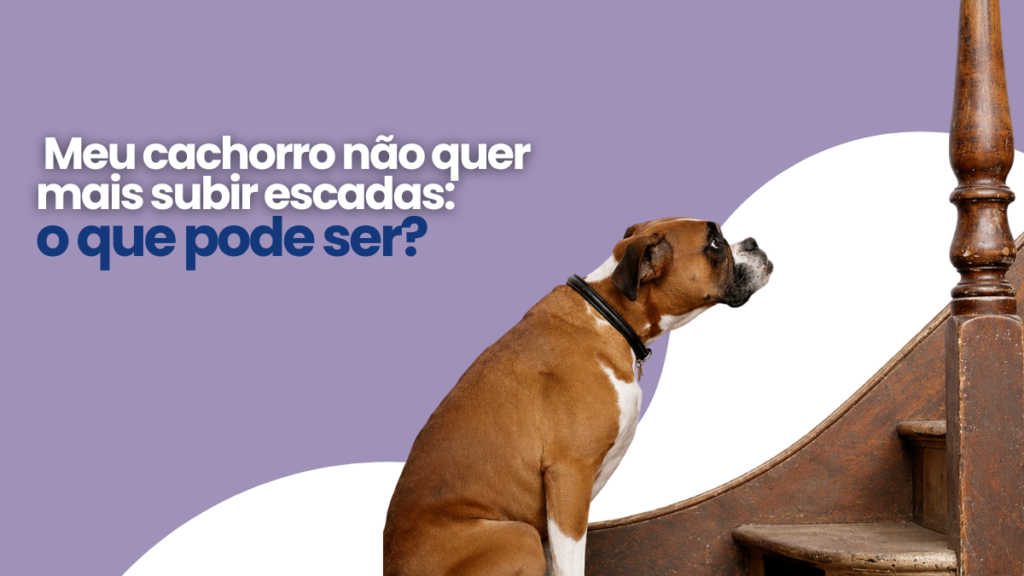 Meu cachorro não quer mais subir escadas: o que pode ser?