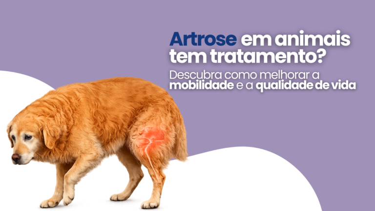 Artrose em animais tem tratamento? Descubra como melhorar a mobilidade e a qualidade de vida