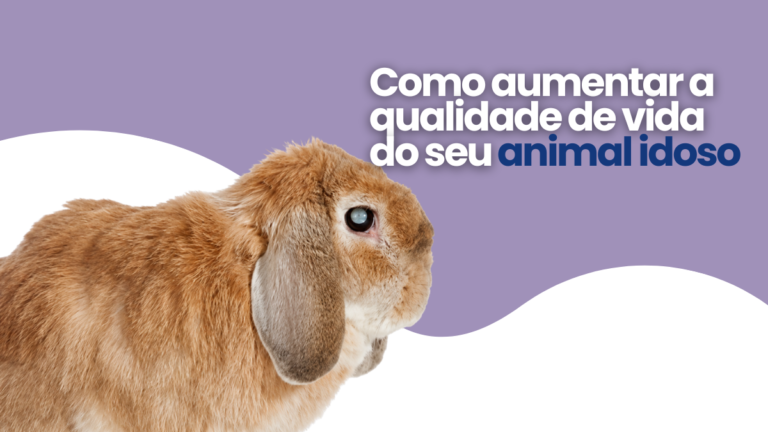 Como aumentar a qualidade de vida de animais idosos: 10 cuidados que fazem a diferença