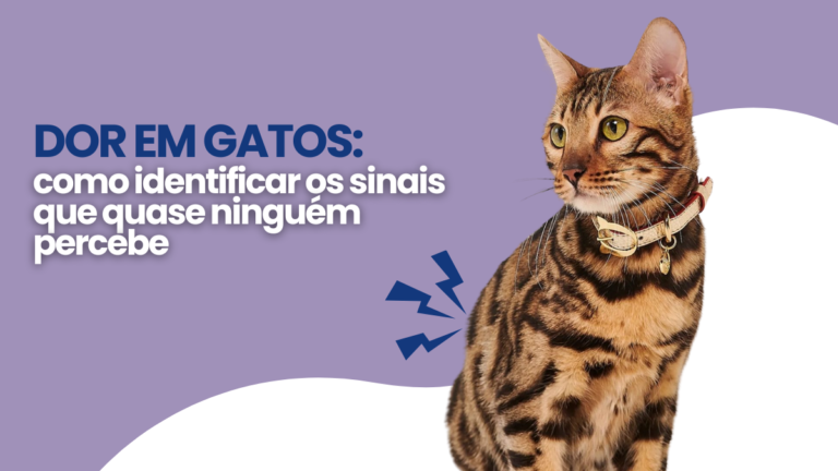 Dor em gatos: como identificar os sinais que quase ninguém percebe