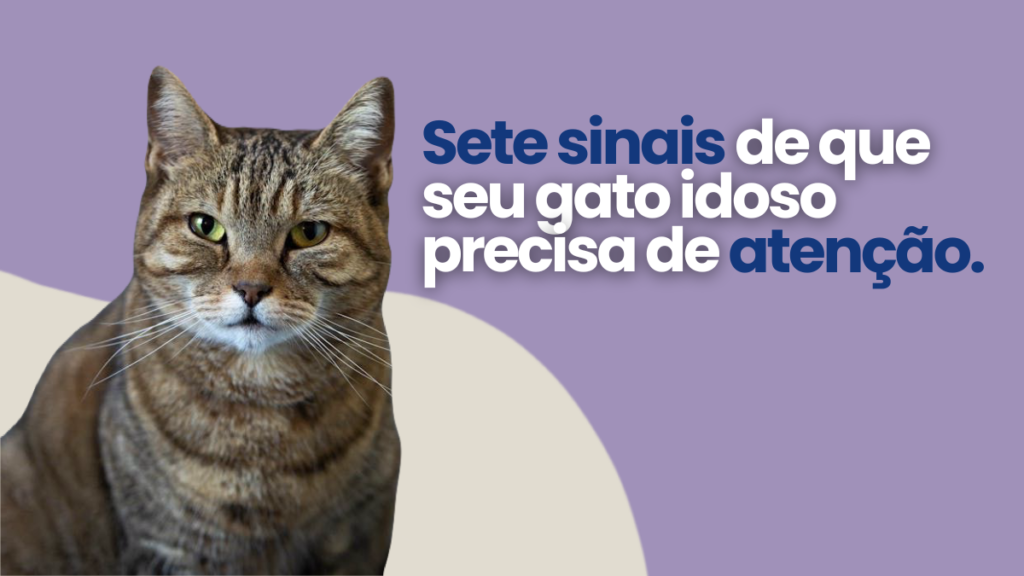 Gato idoso: 7 sinais de que seu pet precisa de mais atenção