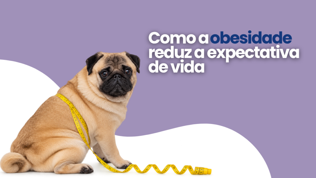 Como a Obesidade Reduz a Expectativa de Vida de um Animal?