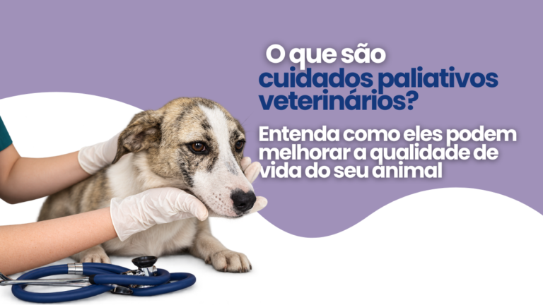 O que são cuidados paliativos veterinários? Entenda como eles podem melhorar a qualidade de vida do seu animal
